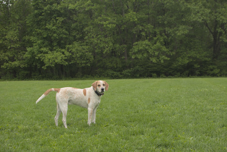 20250520_Dog park__DSC0134_.jpg