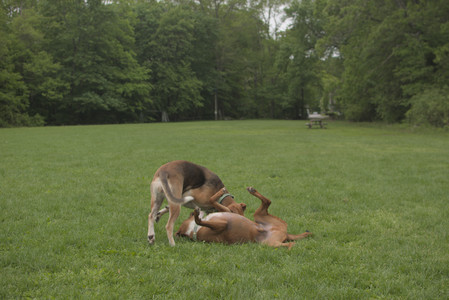 20250520_Dog park__DSC0141_.jpg