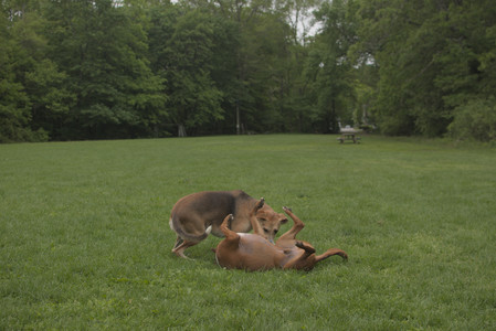 20250520_Dog park__DSC0142_.jpg