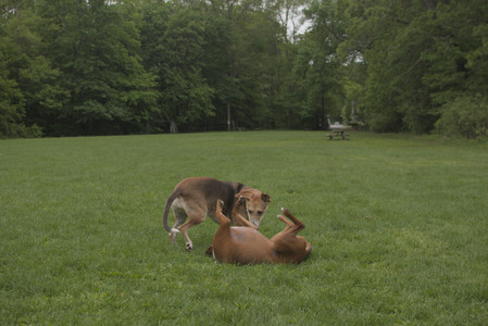 20250520_Dog park__DSC0143_.jpg