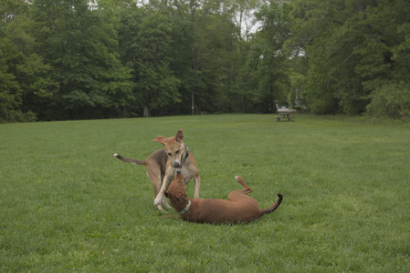 20250520_Dog park__DSC0144_.jpg