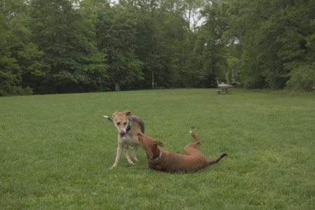 20250520_Dog park__DSC0145_.jpg