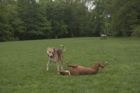 20250520_Dog park__DSC0147_.jpg