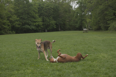 20250520_Dog park__DSC0148_.jpg