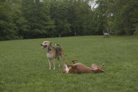 20250520_Dog park__DSC0149_.jpg