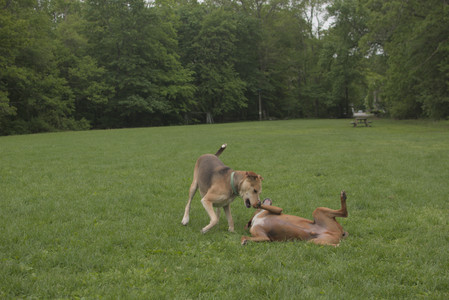20250520_Dog park__DSC0151_.jpg