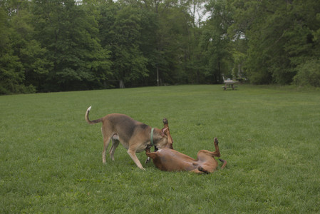 20250520_Dog park__DSC0152_.jpg