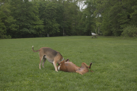20250520_Dog park__DSC0154_.jpg
