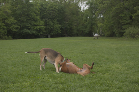 20250520_Dog park__DSC0155_.jpg