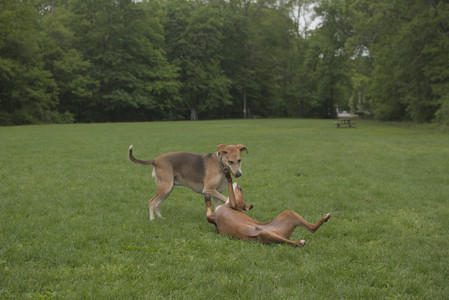 20250520_Dog park__DSC0156_.jpg