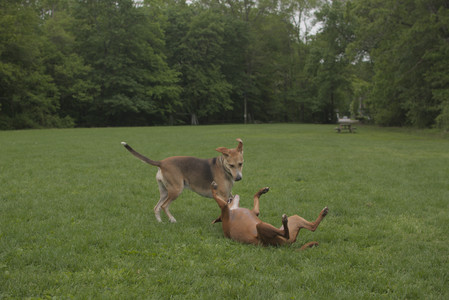 20250520_Dog park__DSC0157_.jpg