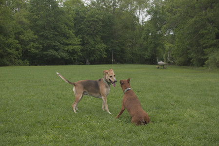 20250520_Dog park__DSC0158_.jpg
