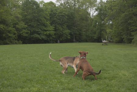 20250520_Dog park__DSC0159_.jpg
