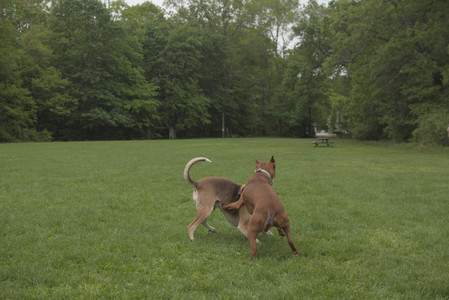 20250520_Dog park__DSC0160_.jpg