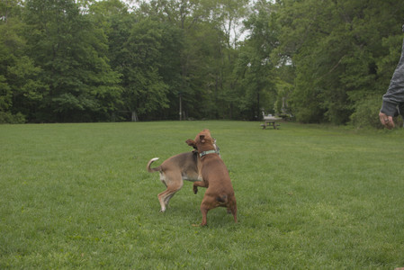 20250520_Dog park__DSC0161_.jpg