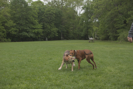 20250520_Dog park__DSC0162_.jpg