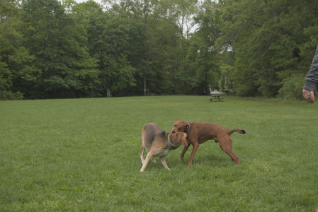 20250520_Dog park__DSC0163_.jpg