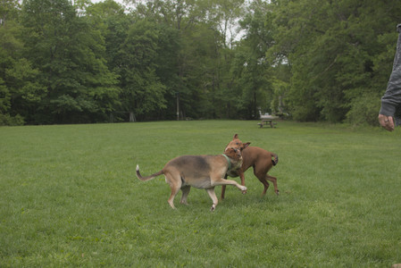 20250520_Dog park__DSC0164_.jpg