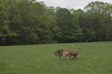 20250520_Dog park__DSC0165_.jpg