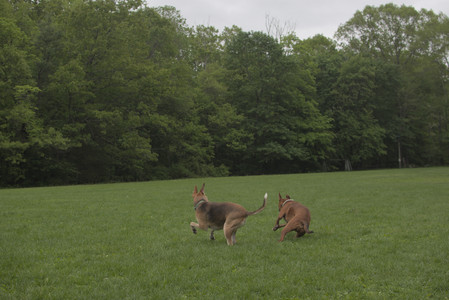 20250520_Dog park__DSC0166_.jpg