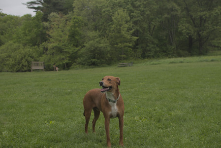 20250520_Dog park__DSC0167_.jpg