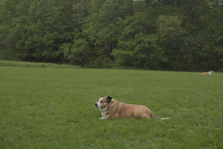 20250520_Dog park__DSC0172_.jpg