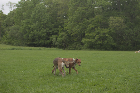 20250520_Dog park__DSC0173_.jpg