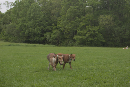 20250520_Dog park__DSC0174_.jpg