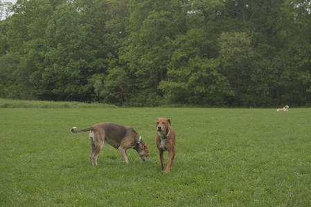 20250520_Dog park__DSC0175_.jpg