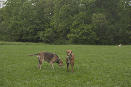20250520_Dog park__DSC0176_.jpg