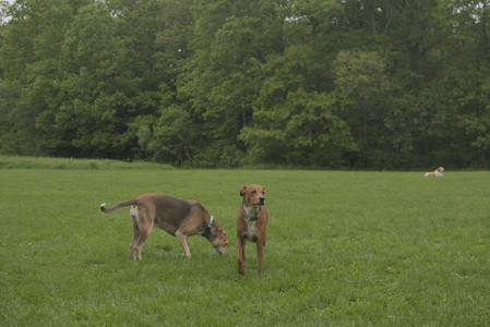 20250520_Dog park__DSC0177_.jpg