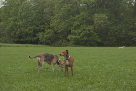 20250520_Dog park__DSC0178_.jpg