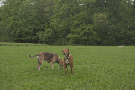 20250520_Dog park__DSC0179_.jpg