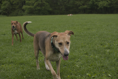 20250520_Dog park__DSC0186_.jpg