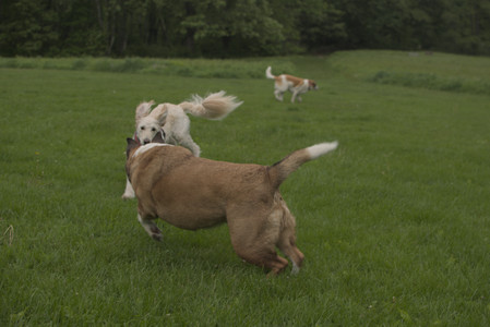 20250520_Dog park__DSC0188_.jpg