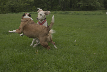 20250520_Dog park__DSC0190_.jpg