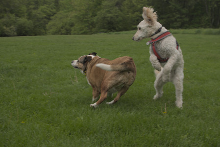 20250520_Dog park__DSC0191_.jpg