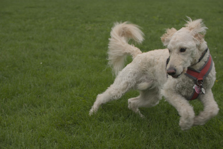 20250520_Dog park__DSC0194_.jpg