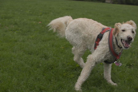 20250520_Dog park__DSC0195_.jpg