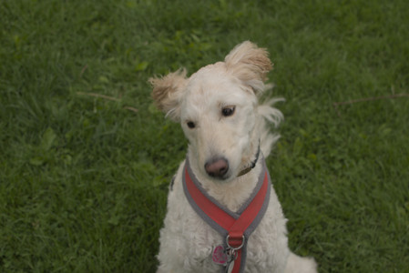 20250520_Dog park__DSC0198_.jpg