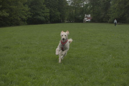 20250520_Dog park__DSC0209_.jpg