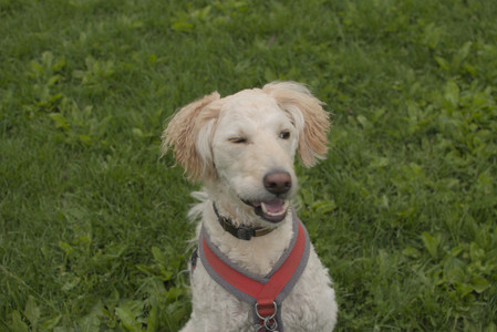 20250520_Dog park__DSC0223_.jpg