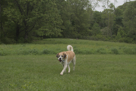 20250520_Dog park__DSC0249_.jpg