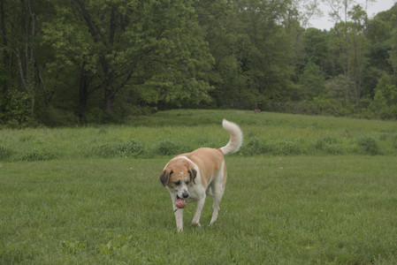 20250520_Dog park__DSC0251_.jpg