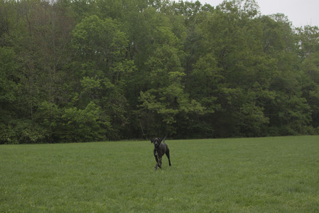 20250520_Dog park__DSC0257_.jpg