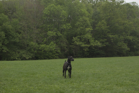 20250520_Dog park__DSC0263_.jpg