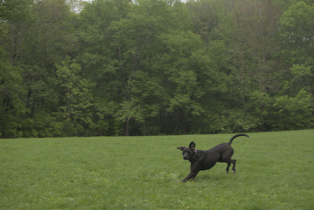 20250520_Dog park__DSC0264_.jpg