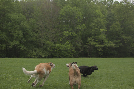 20250520_Dog park__DSC0269_.jpg