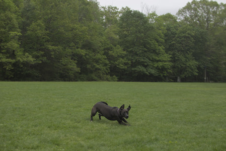 20250520_Dog park__DSC0271_.jpg