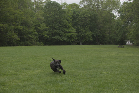 20250520_Dog park__DSC0272_.jpg